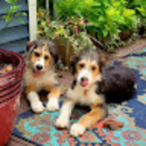 Meet your Posher, Cole